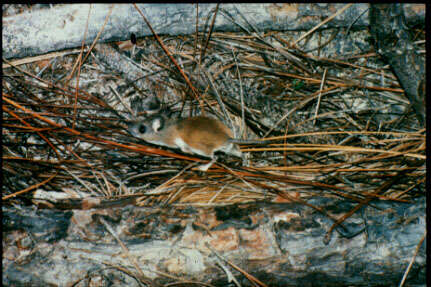 Image of Cotton Deermouse
