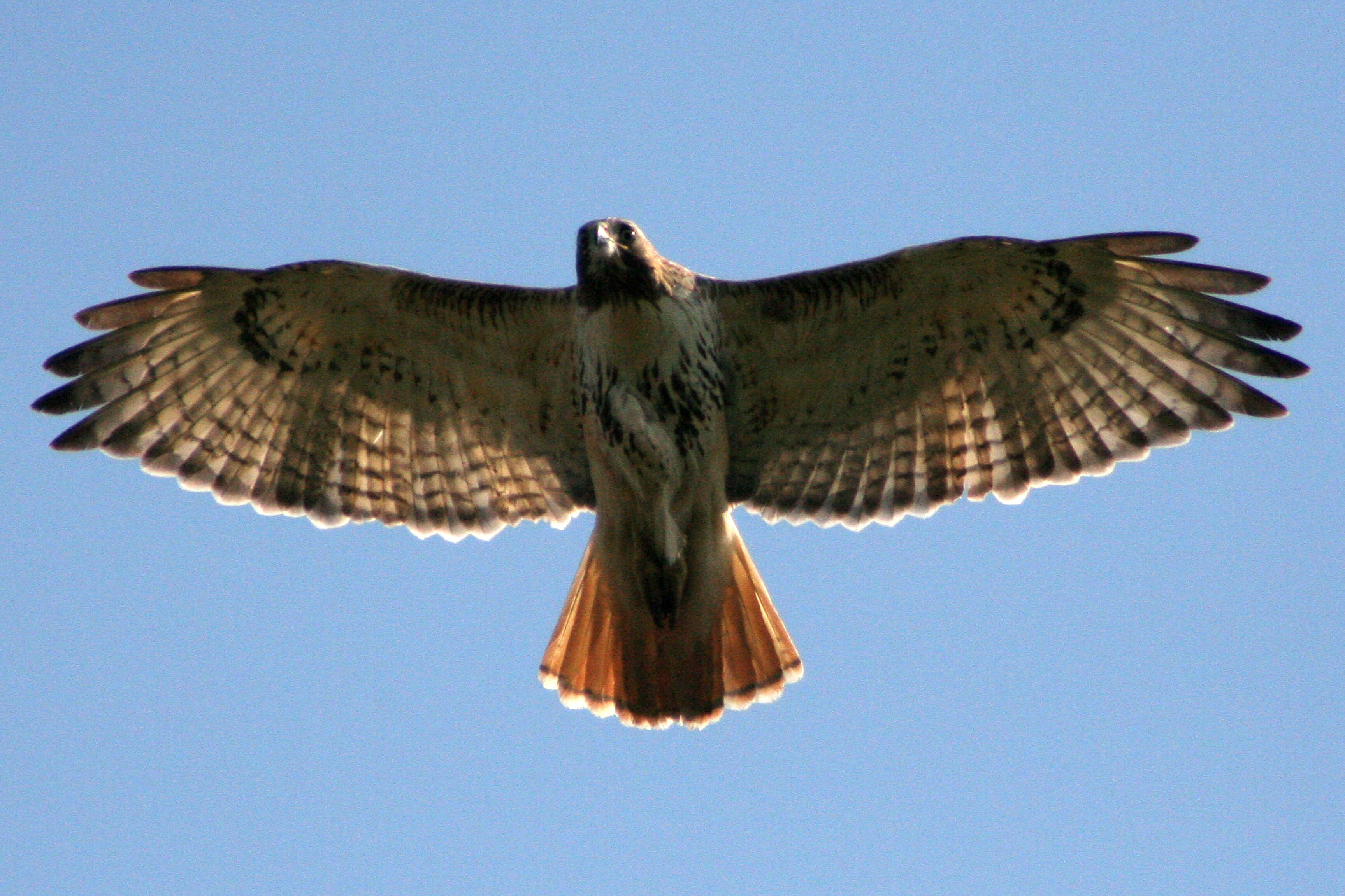 Image of Red-tailed Hawk