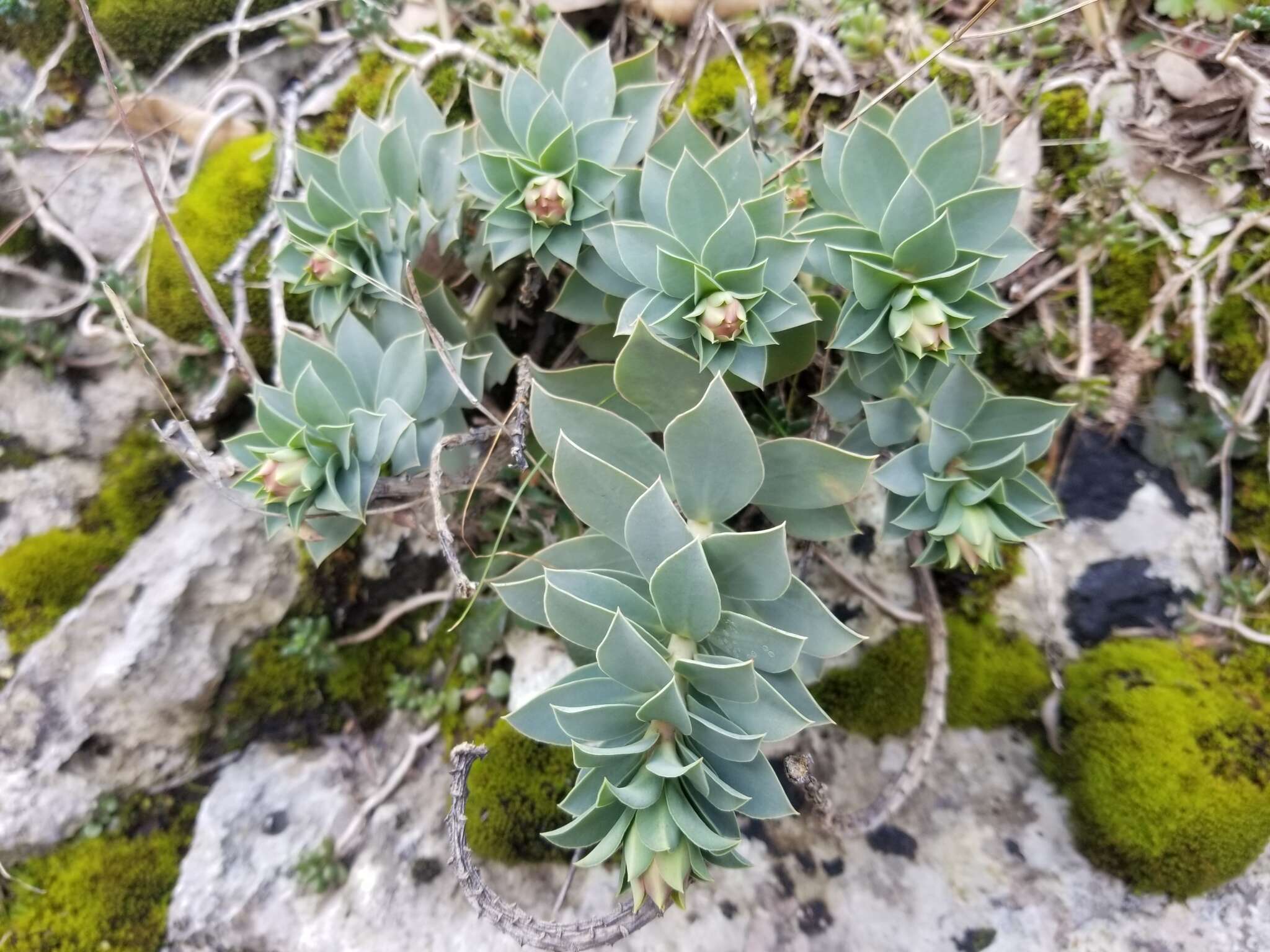 Sivun Saxifraga marginata Sternb. kuva