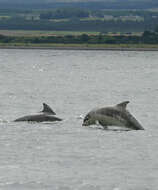 Imagem de Tursiops Gervais 1855