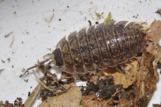 Image of Porcellio montanus Budde-Lund 1885