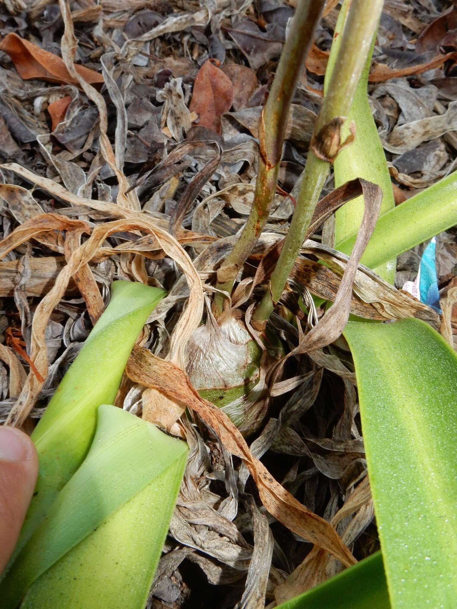 Image of Grass-Leaf Wild Coco