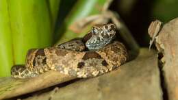 Imagem de Bothrops venezuelensis Sandner-Montilla 1952