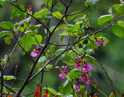 Image of Caucaea olivacea (Kunth) N. H. Williams & M. W. Chase