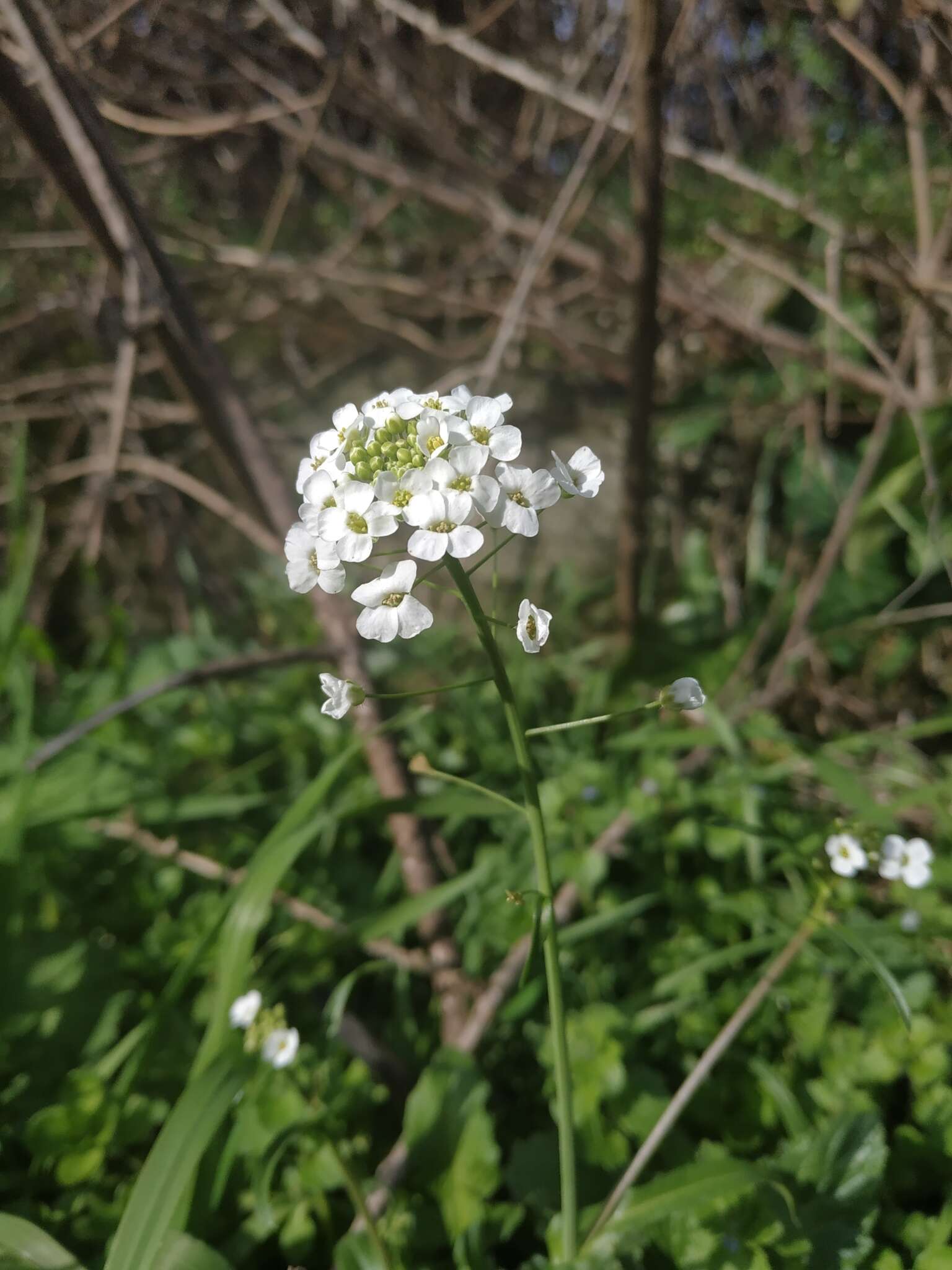 Imagem de Capsella grandiflora (Fauché & Chaub.) Boiss.