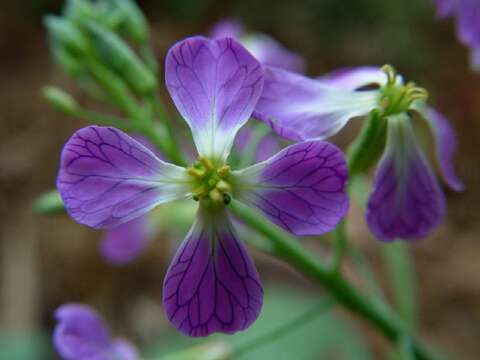 Image of cultivated radish