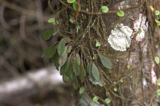 Imagem de Anathallis microphyta (Barb. Rodr.) C. O. Azevedo & Van den Berg