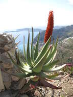 Image of candelabra aloe