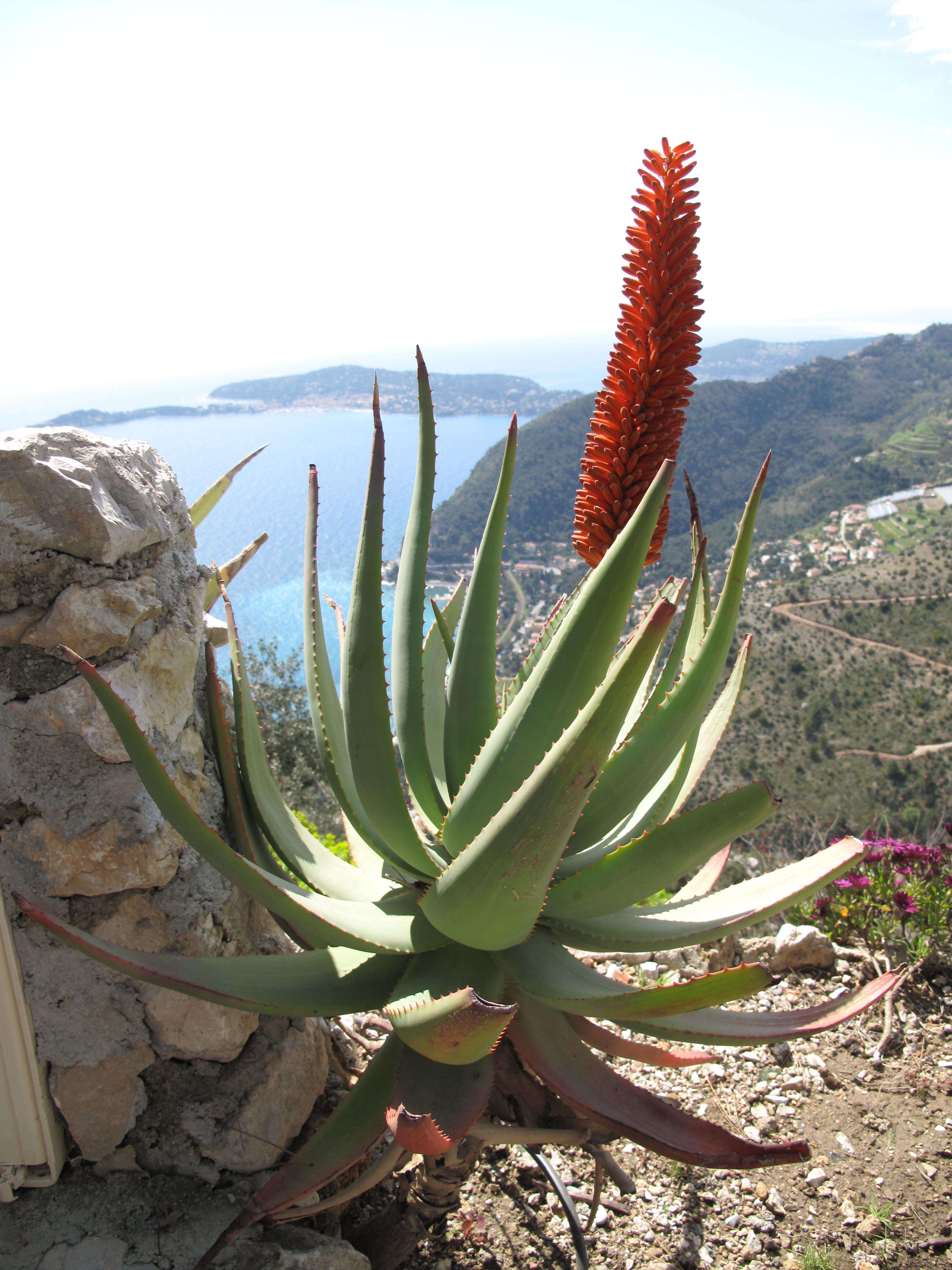 Image of candelabra aloe