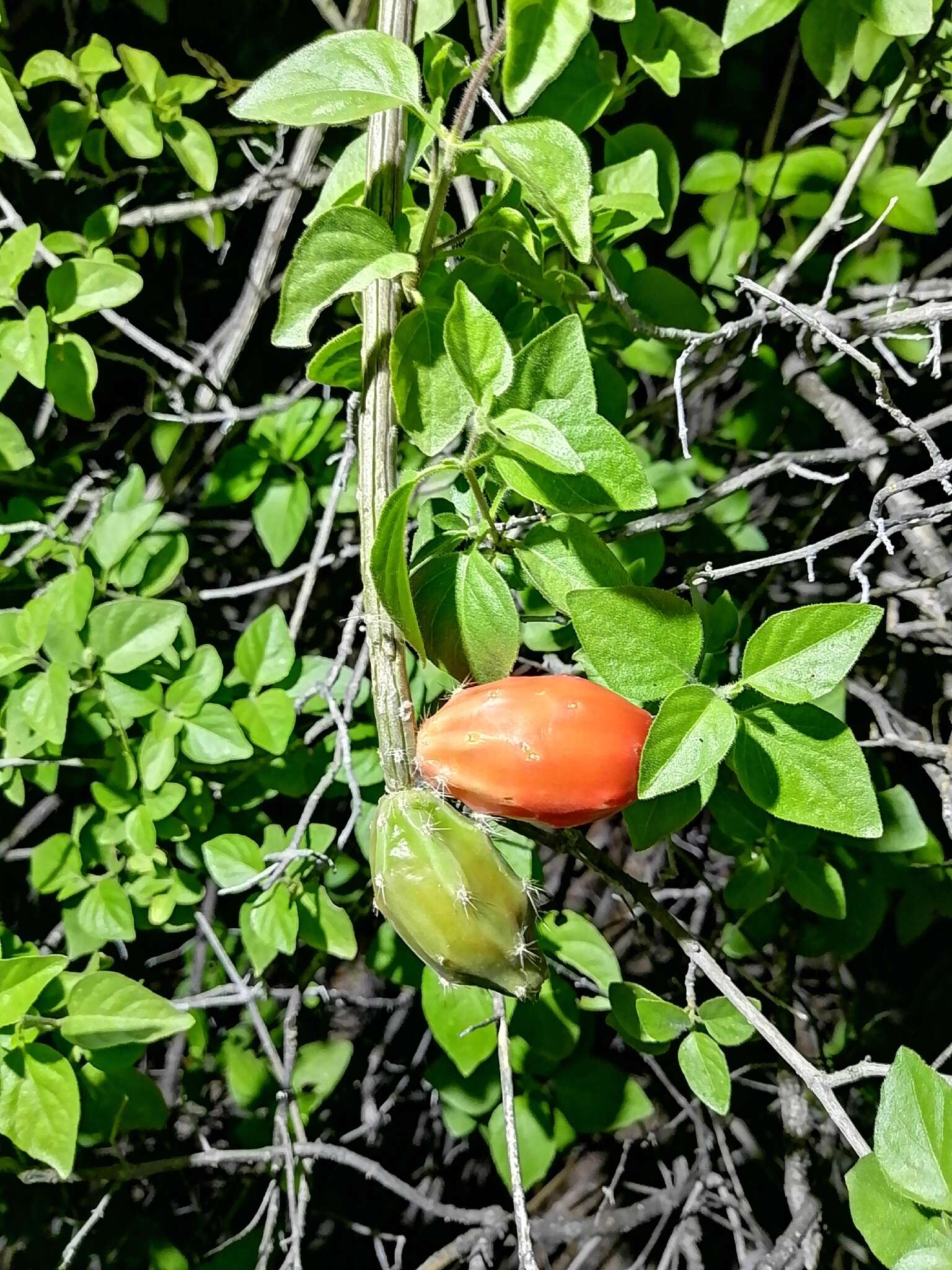 Image de Peniocereus striatus (Brandegee) Buxb.