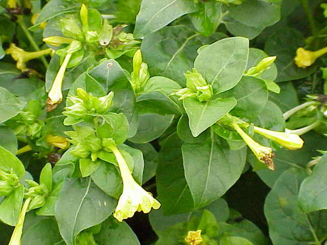 Image of Four o'Clock flower