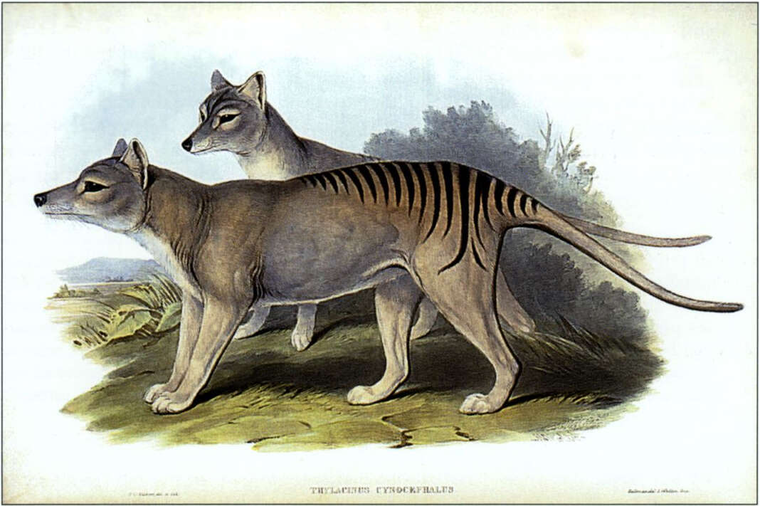 Image of thylacines