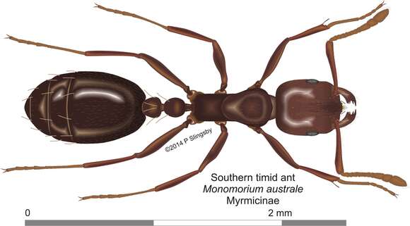 Image of Monomorium australe Emery 1886