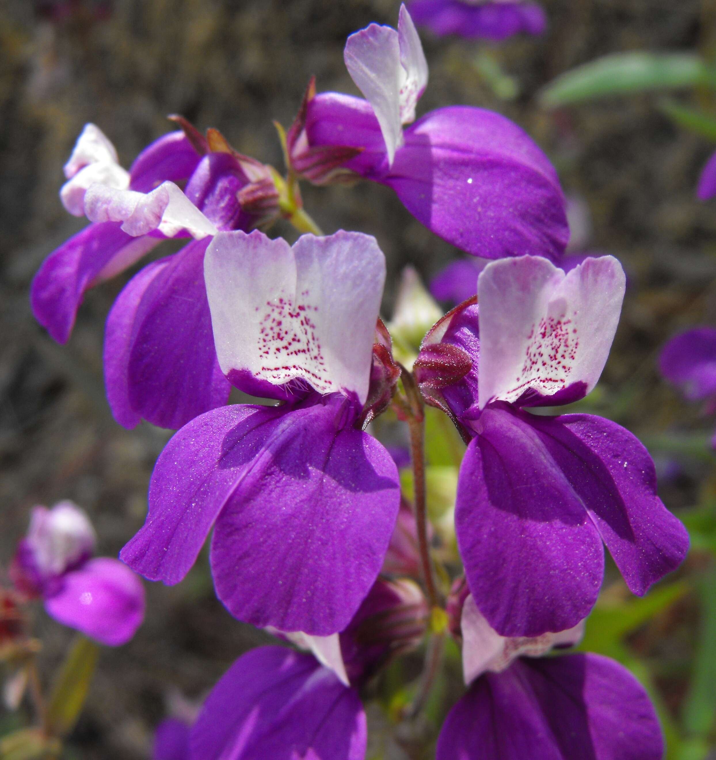 صورة Collinsia heterophylla Buist ex Graham