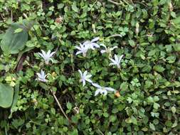 Image of Lobelia perpusilla Hook. fil.