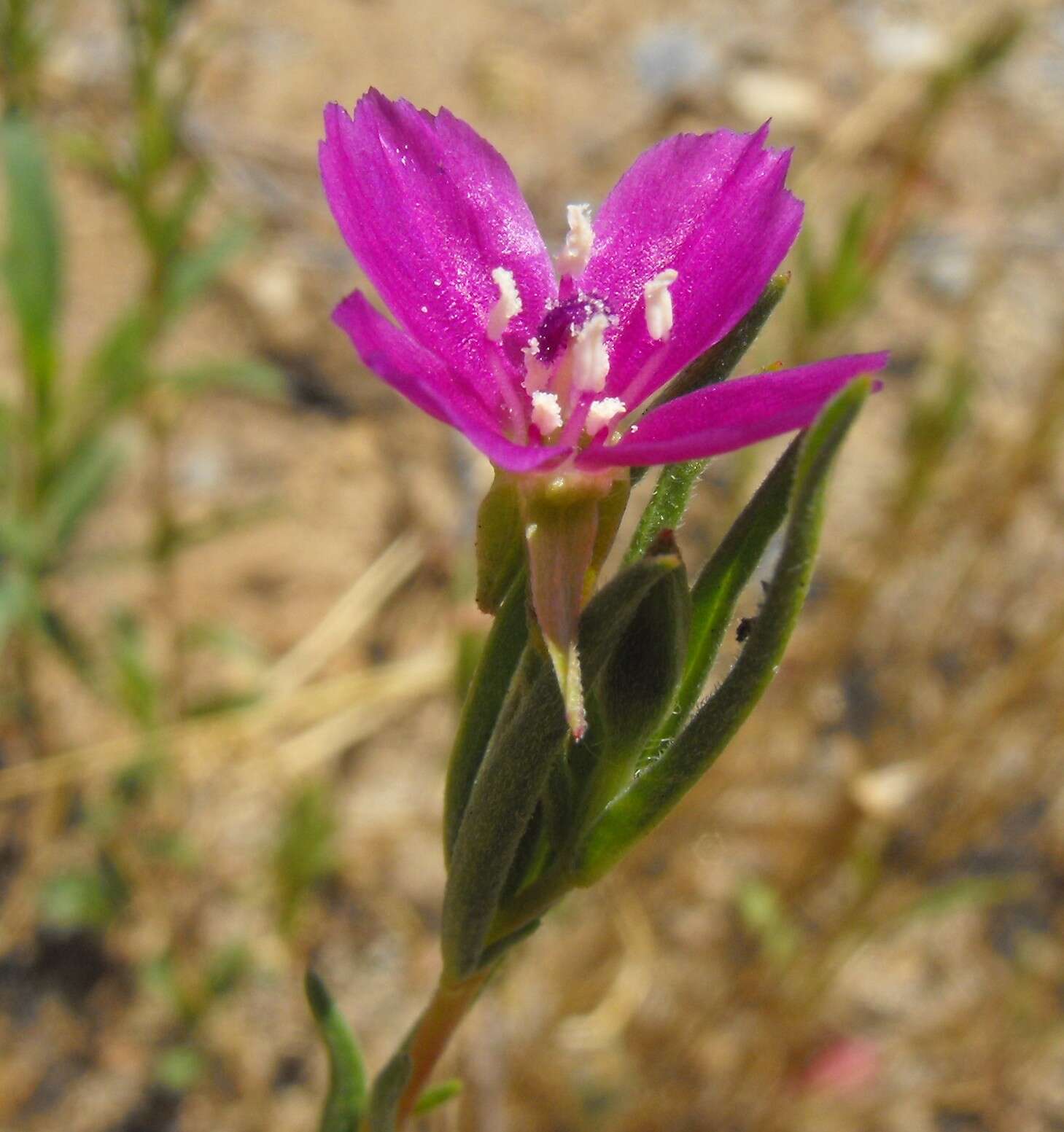 Image of winecup clarkia