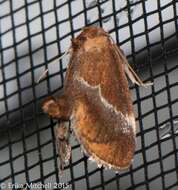 Image of Yellow-shouldered Slug Moth