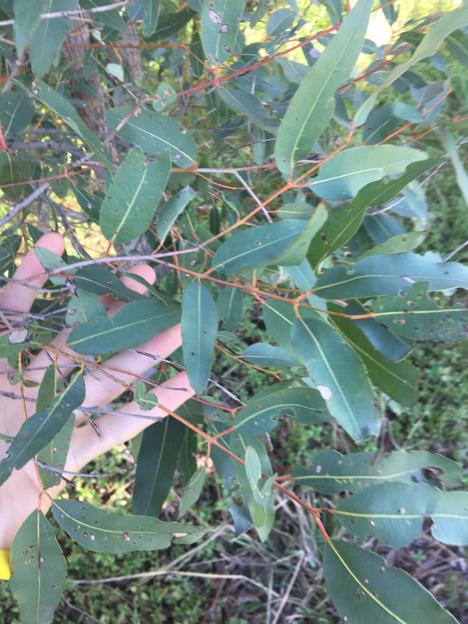 Plancia ëd Angophora floribunda (Sm.) Sweet