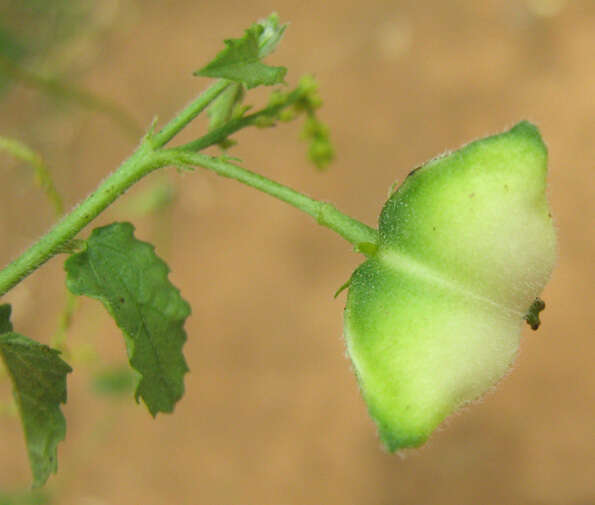 صورة Plukenetia africana Sond.