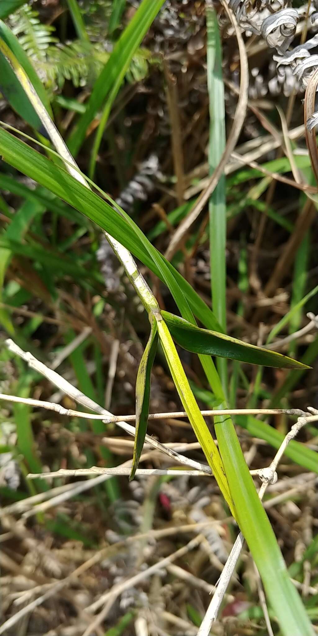 Image of Hedyotis acutangula Champ. ex Benth.