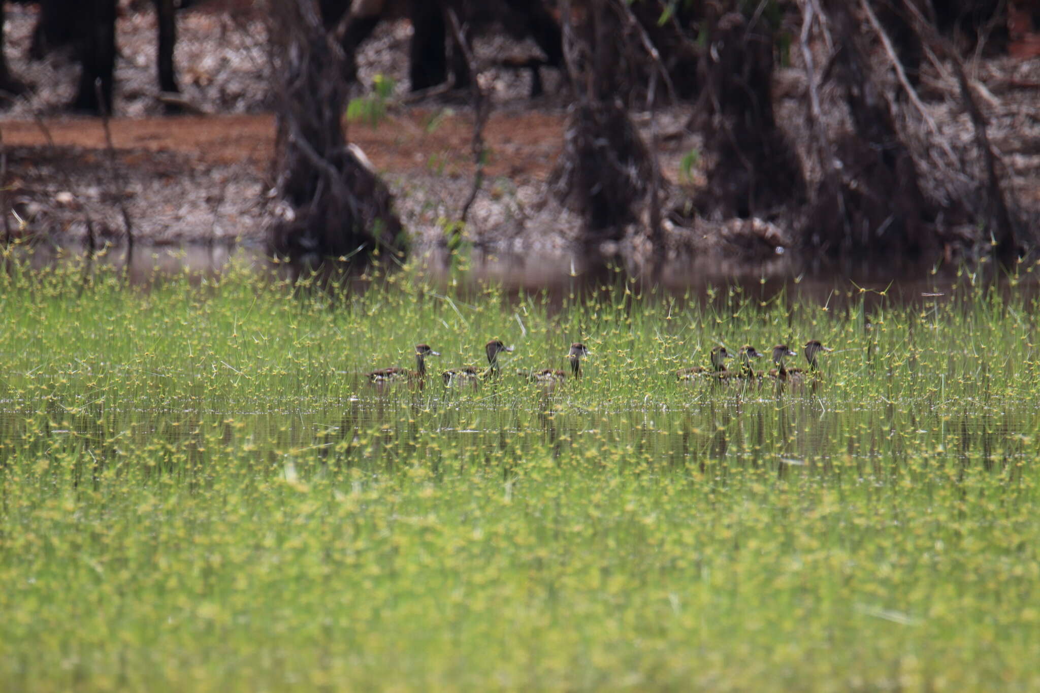 Image of Spotted Whistling Duck