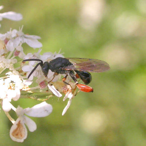 Sivun Chalcis sispes (Linnaeus 1761) kuva