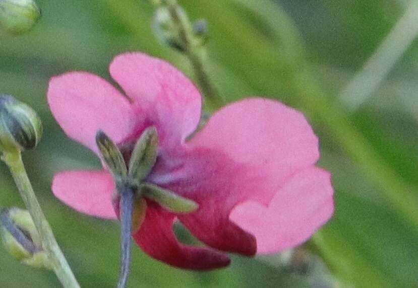 Image of Diascia integerrima E. Mey. ex Benth.