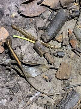 Image of Florida Keys Centipede