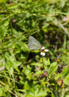 Image of <i>Colias <i>lesbia</i></i> lesbia