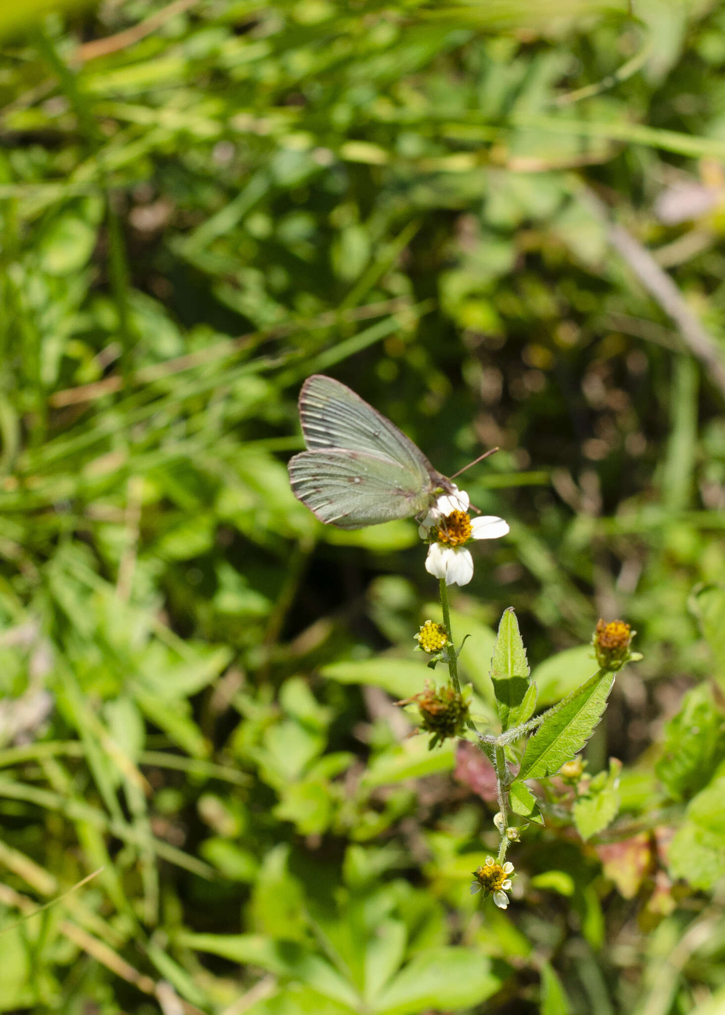 Image of <i>Colias <i>lesbia</i></i> lesbia