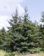 Image of Canadian Spruce