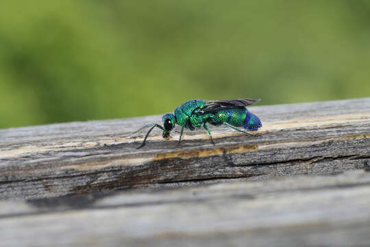 Image of <i>Chrysis smaragdula</i> Lepeletier & Serville 1825