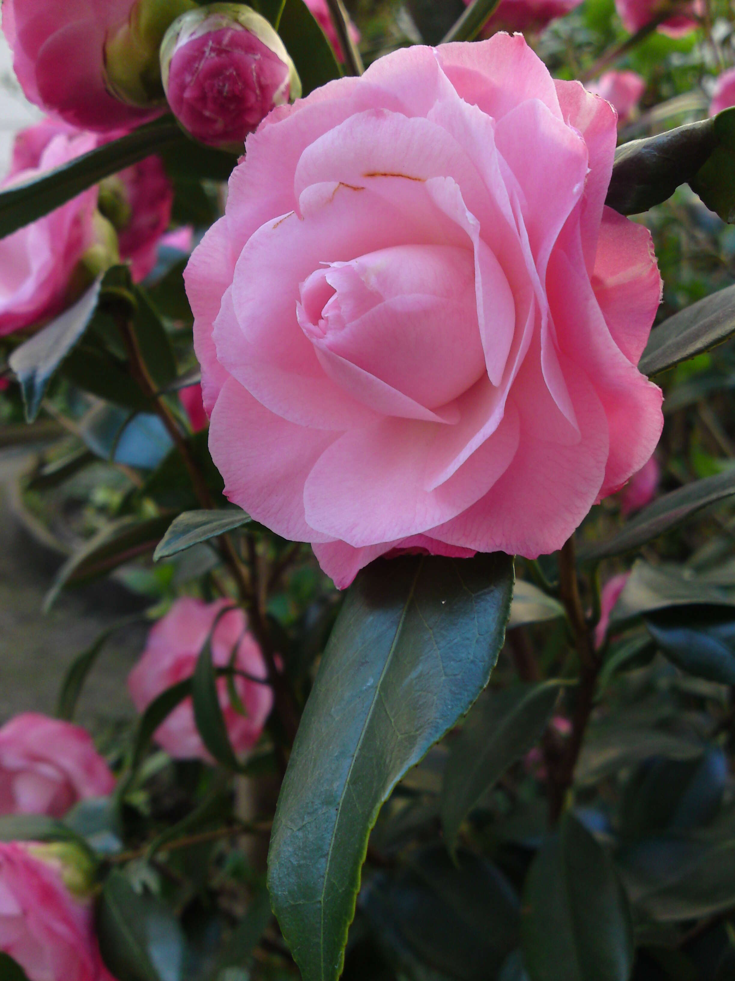 Image of camellia