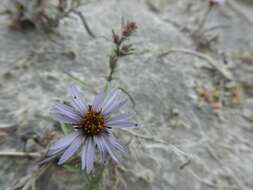 صورة Symphyotrichum yukonense (Cronq.) G. L. Nesom