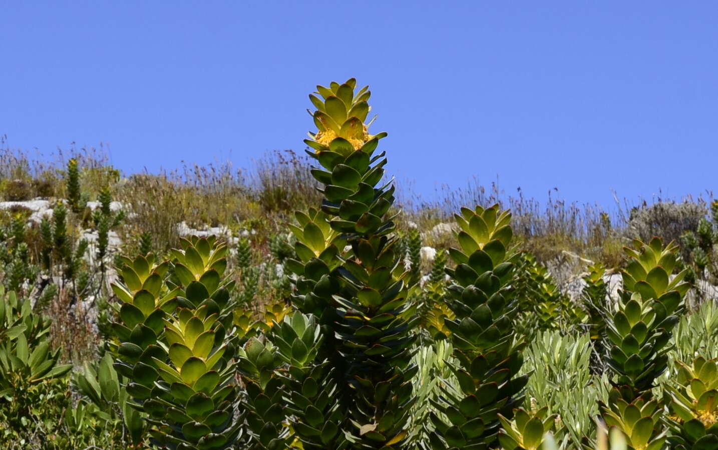 Imagem de Mimetes saxatilis Philips