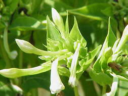 Image of Four o'Clock flower