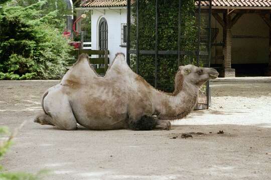 Image of Bactrian camel