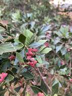 Image de Phyllocladus aspleniifolius (Labill.) Hook. fil.