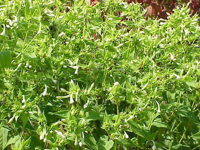 Image of Four o'Clock flower