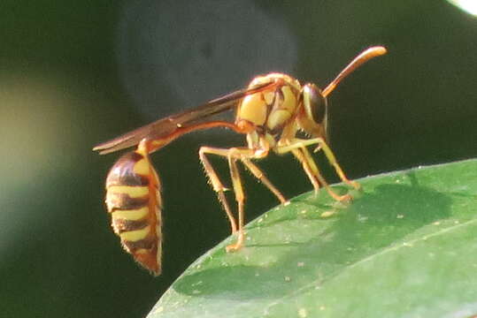 Image of Liostenogaster variapicta (Rohwer 1919)