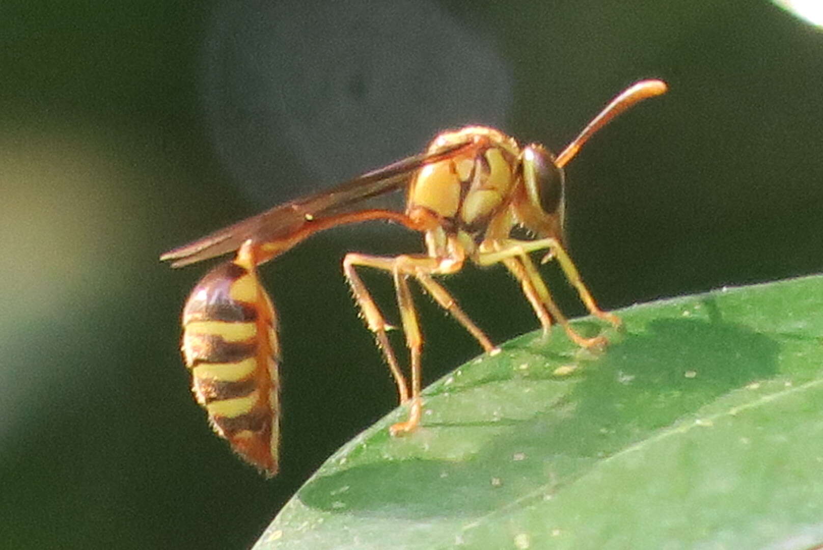 صورة Liostenogaster variapicta (Rohwer 1919)