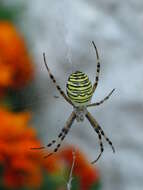 Image of Barbary Spider