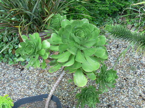 Image of Aeonium ciliatum (Willd.) Webb & Berth.