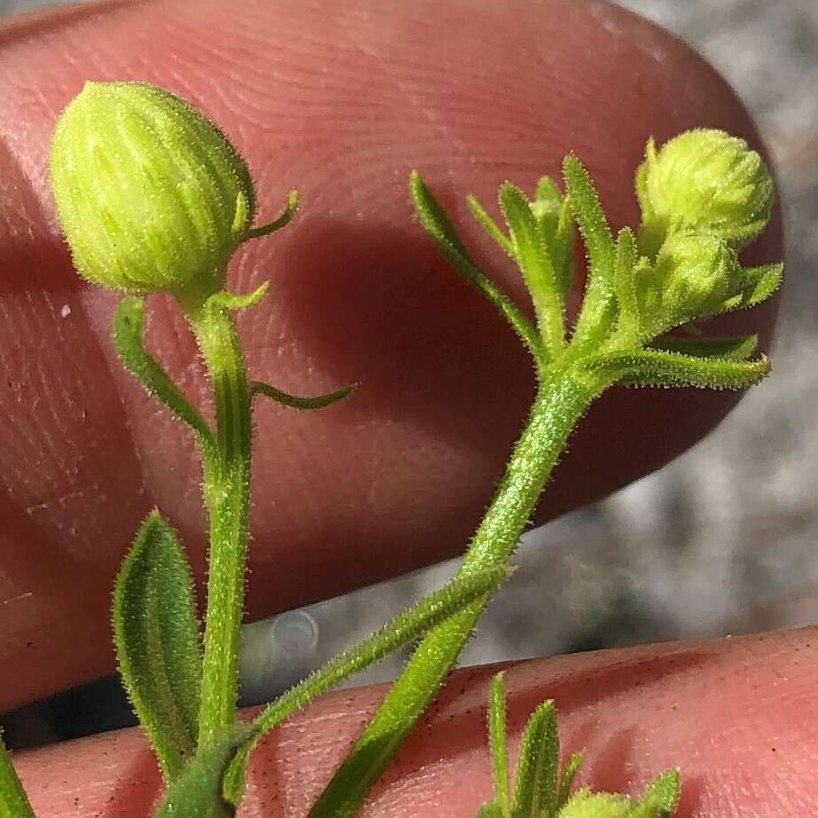 Image of coastal plain goldenaster