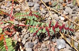 Слика од Euphorbia anthonyi Brandegee