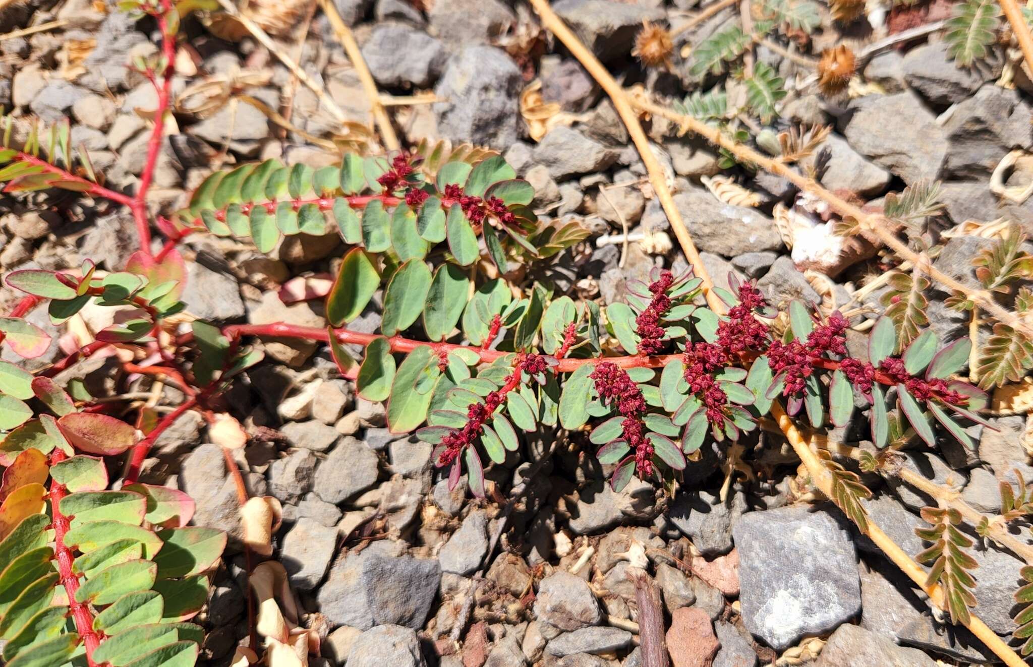 Слика од Euphorbia anthonyi Brandegee