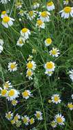 Image of Austrian chamomile