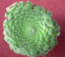 Image of Aeonium tabuliforme