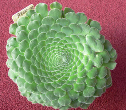 Image of Aeonium tabuliforme