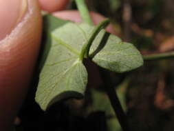 Image of Pacific false bindweed